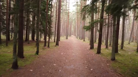 Drone flying over a forest path Stock Footage 321423188