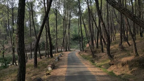 Drone Flying Over Forest Road Surrounded by Tall Pine Trees – Himachal Video stock 313382330