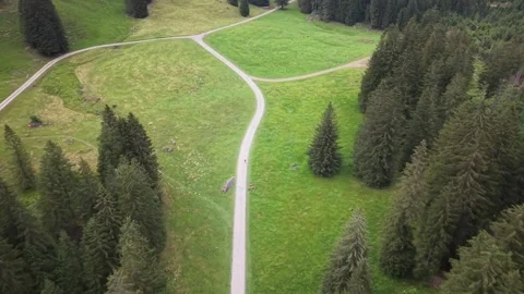 Drone flying over forest road with hikers walking through alpine woodland Stock Footage 339645344