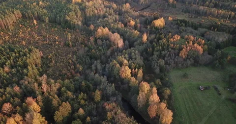 Drone flying over forest in spring 스톡 동영상 164599619