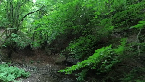 Drone Flying Over Forest Stream Video stock 311666413