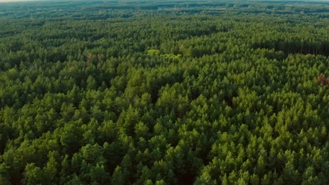 Drone flying over a forest on a sunny day. Aerial view of a green, dense fore Stock Footage 140955538