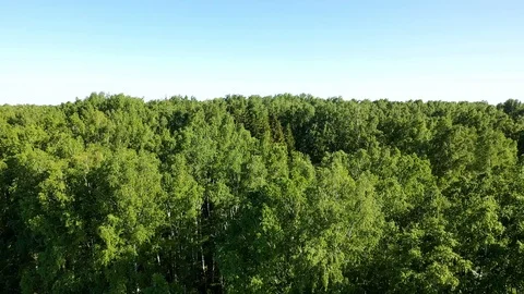 The drone is flying over the forest. View from above.FHD Vidéo 110859459