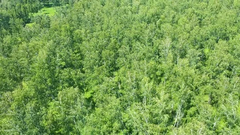 The drone is flying over the forest. View from above.FHD Vidéo 113624004