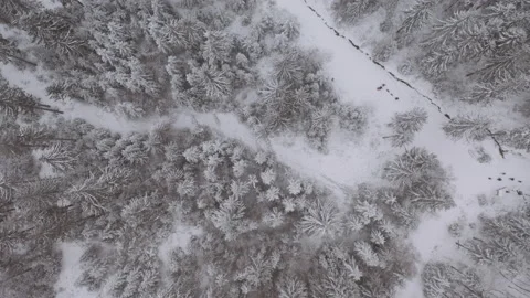 Drone flying over forrest in the winter with people hiking Stock Footage 146760732