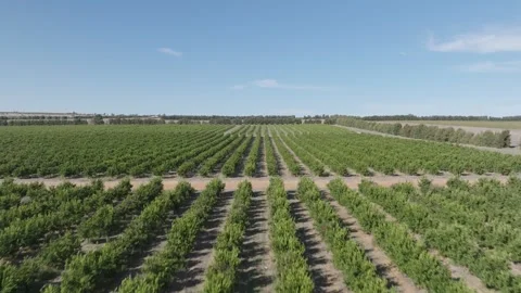Drone Flying Over Fruit Trees Orchard Crop Field Paddock Aerial View Vidéo 276429793