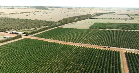 Drone Flying Over Fruit Trees Orchard Crop Field Paddock Aerial View Stock Footage 276449498