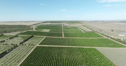 Drone Flying Over Fruit Trees Orchard Crop Field Paddock Aerial View Stock Footage 276450423