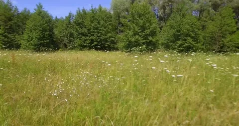 Drone flying over grass and meadow flowers. Aerial drone fly over meadow 動画素材 224090358