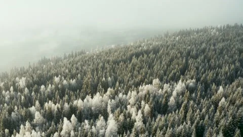 Drone flying over green and white forest Stock Footage