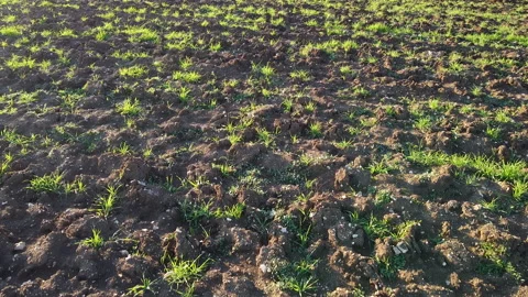 Drone Flying over green cereal lanes wheat at sunset in enigmatic pattern. 스톡 동영상 142566220