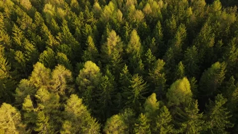 A drone flying over a green deciduous forest on a sunny day Stock Footage 333918089