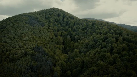 Drone flying over a green forest Stock-Footage 116037390
