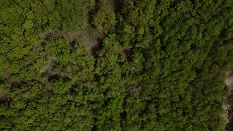 Drone flying over a green forest in the Rocky Mountains Utah Stock Footage 155215967
