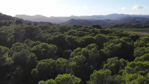 Drone Flying Over The Green Forest Trees On A Summer Sunny Day Stock Footage 195504299