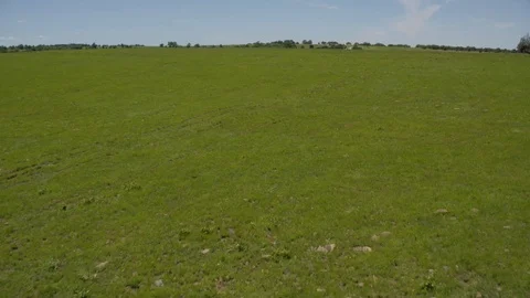 Drone flying over green grass Stock Footage 127383607