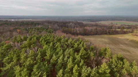 Drone Flying Over Green Pine Forest Towards Rural Horizon Landscape Video stock 323330807