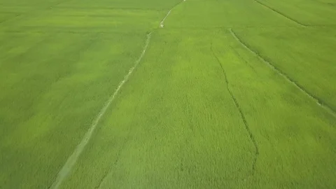 Drone flying over green rice field. Aerial view growing rice on village Stock Footage 101781359
