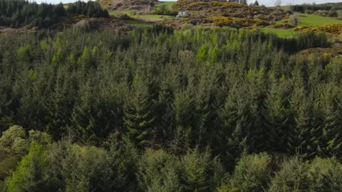 Drone flying over green treetops in the forest, Ireland Stock Footage 267078064