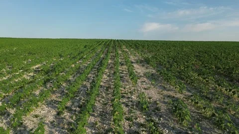 Drone Flying Over Growing Sunflower Field Stock Footage 339372087