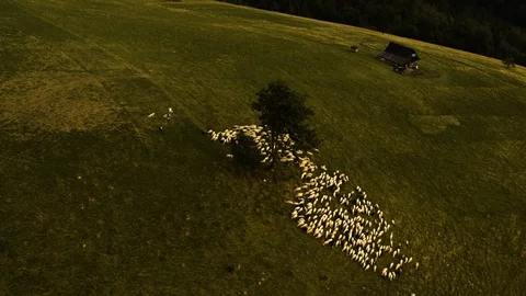 Drone flying over a herd of sheep grazing in a clearing amid the mountains 4k HD Stock Footage 88318859
