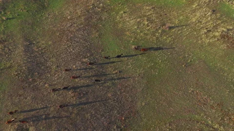 Drone flying over horse herd running in pasture Stock Footage 296759037
