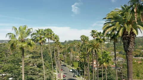Drone flying over iconic Los Angeles palm tree lined street in Beverly Hills 4K 库存影片 161857288