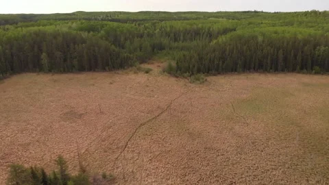 Drone flying over a large area of brown swamp and into a green forest Stock Footage 142535027