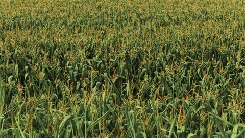 Drone flying over a large green cornfield plantation Stock Footage 345623920