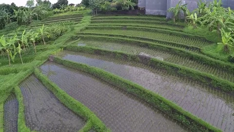 Drone Flying over large rice plantations on the beautiful island of Bali Video stock 72565850