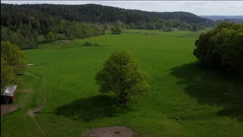 Drone flying over large tree and green fields near a swedish farm Stock Footage 194865584