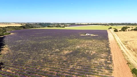 Drone flying over a lavender field for beekeeping. Tilt up Stock Footage 339930871