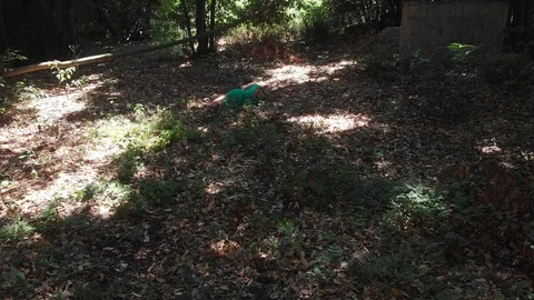 Drone flying over lonely abused woman crying in the wood. Victim,abuse Stockbeeldmateriaal 96337361