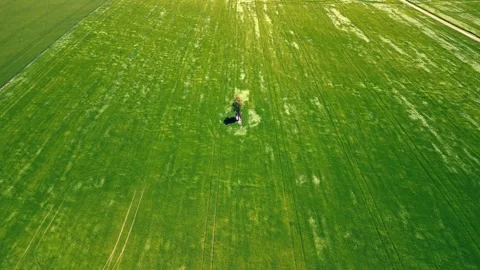 Drone flying over lonely tree in the field Video stock 263662125