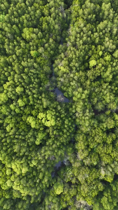 Drone Flying Over Lush Green Mangrove Forest Aerial View in Koh Lanta, Thailand Stock Footage 335945902