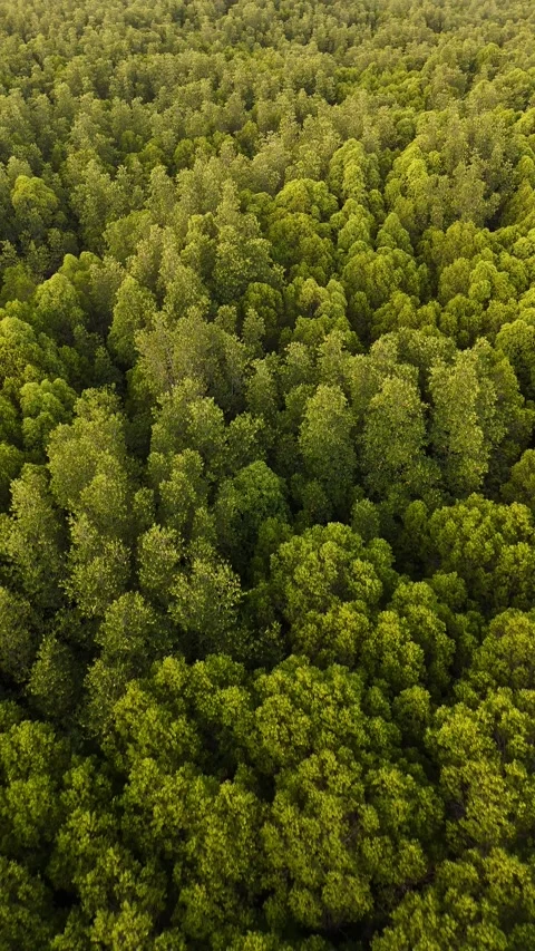 Drone Flying Over Lush Green Forest Canopy in Koh Lanta, Thailand Revealing Stock Footage 335946134