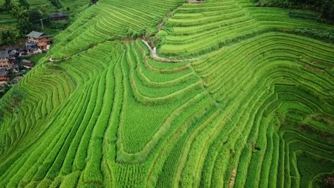 Drone flying over lush green curved Longji Rice Terraces with paths and Stock Footage 341871314