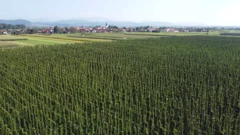 Drone Flying Over Lush Hops Plantations in Žalec, Slovenia Stock Footage 282671835