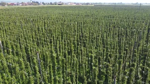Drone Flying Over Lush Hops Plantations in Žalec, Slovenia Stock Footage 282671849
