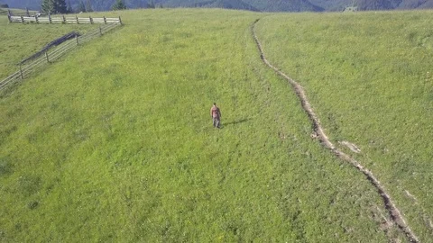 Drone flying over a man walking on the alpine green grass mountain field Stock Footage 78420006