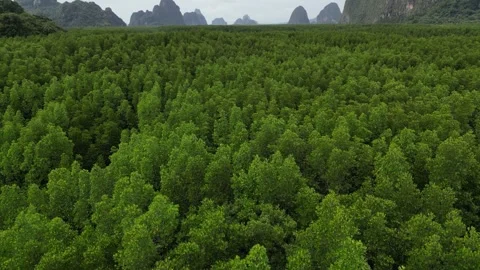 Drone Flying Over a Mangrove Forest in Phang Nga, Thailand Revealing Mountains Stock Footage 334623455