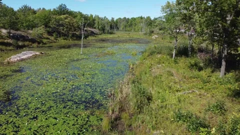 Drone flying over marsh covered in lily pads on sunny day with trees and forest Stock Footage 280008229