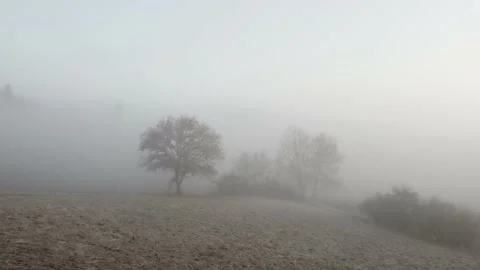 Drone flying over meadow with white frost towards big tree with raised huntin Stock Footage 154302440
