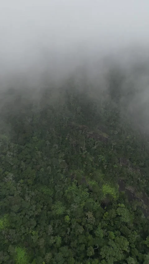 Drone Flying Over Misty Green Jungle Canopy in Koh Phangan, Thailand Stock Footage 335814836