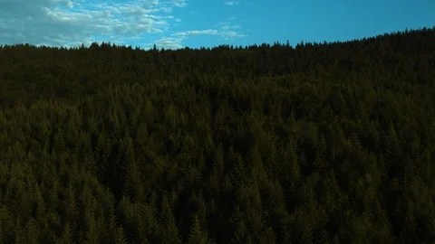 Drone flying over a mountain pine forest 4k HDR H264 Stock Footage 88321979
