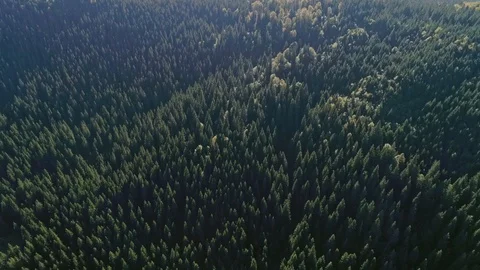 Drone Flying Over Mountain on Sunny Day Aerial View Beautiful Green Pine Forest 動画素材 127625996