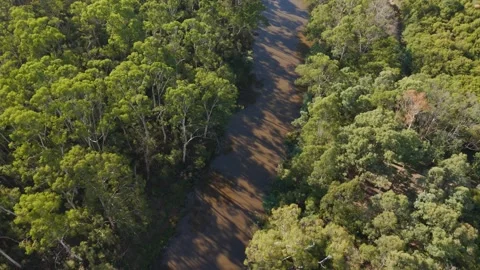 Drone flying over a muddy river winding through a dense forest Stockbeeldmateriaal 336362135