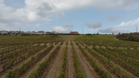 Drone flying over multiple bushes of grape rows. Grape farming. Stock Footage 268745546