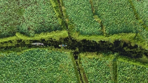 Drone flying over narrow lanes bordered by lotus fields in Dal Lake. Stock Footage 310786239