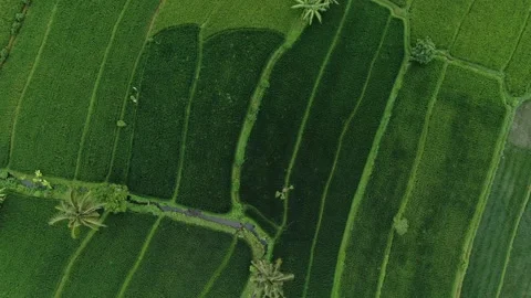 Drone flying over nature fields views Vidéo 303574076
